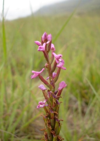 Disa stachyoides spurs